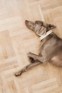 Dog on Hardwood floor | Elite Builder Services